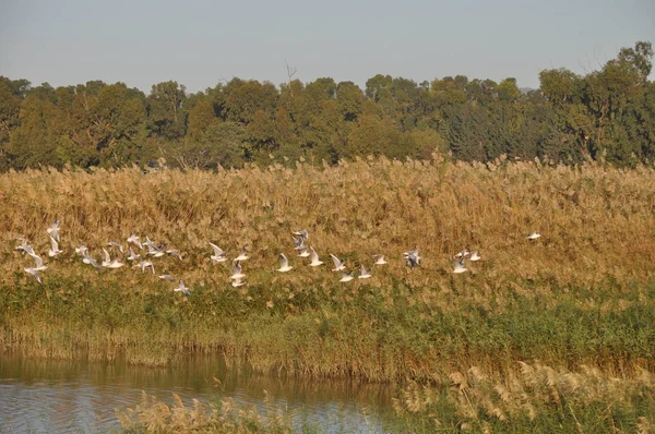 Szép Madár Larus Ridibundus Feketefejű Sirály Természeti Környezet — Stock Fotó