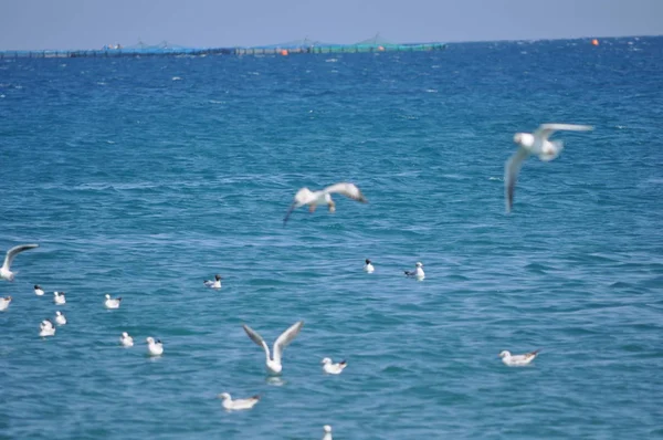 ⬇ Скачать картинки Море с чайками, стоковые фото Море с чайками в ...