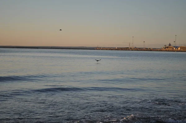 Bellissimo Uccello Larus Ridibundus Gabbiano Dalla Testa Nera Nell Ambiente — Foto Stock