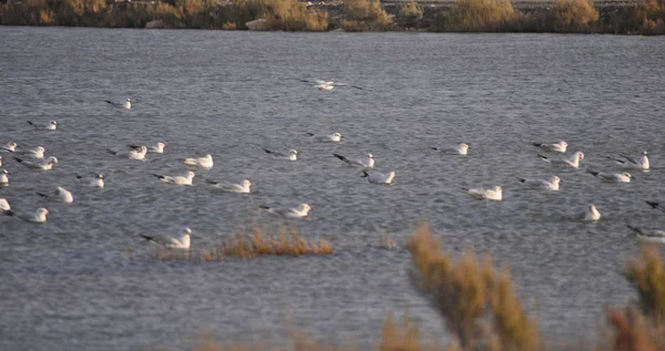 Hermoso Pájaro Larus Ridibundus Gaviota Cabeza Negra Entorno Natural —  Fotos de Stock