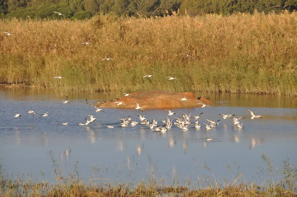 Doğal Ortamda Güzel Kuş Larus Ridibundus Kara Başlı Martı — Stok fotoğraf