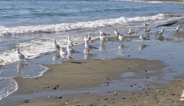 Beautiful Bird Larus Ridibundus Black Headed Gull Natural Environment — Stock Photo, Image