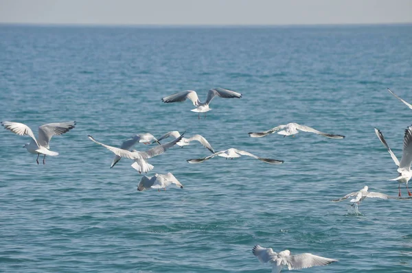 Bel Oiseau Larus Ridibundus Mouette Tête Noire Dans Milieu Naturel — Photo