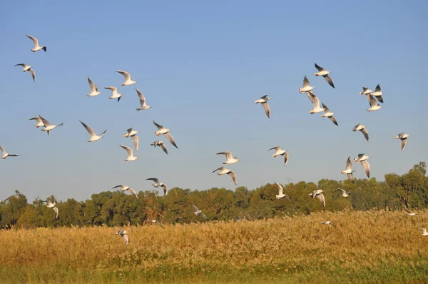 Doğal ortamda güzel kuş Larus ridibundus (Kara başlı Martı)