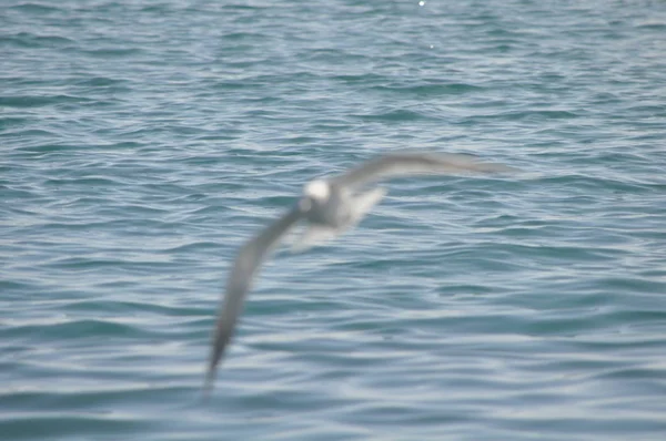 Belo Pássaro Larus Ridibundus Gaivota Cabeça Preta Ambiente Natural — Fotografia de Stock