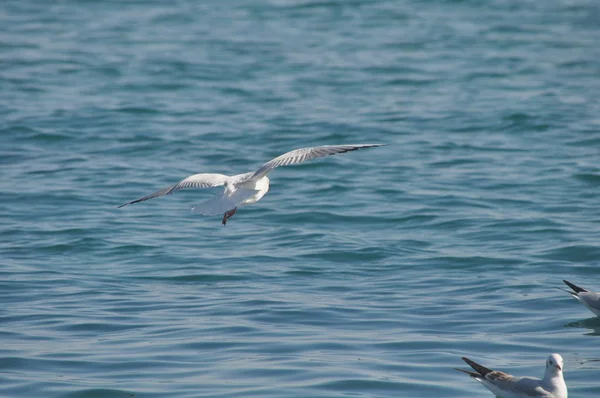 Belo Pássaro Larus Ridibundus Gaivota Cabeça Preta Ambiente Natural — Fotografia de Stock