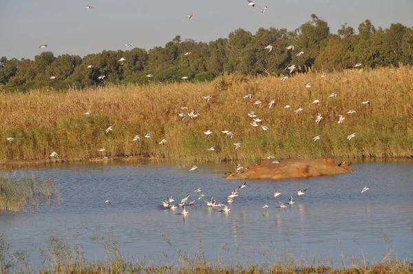 Doğal Ortamda Güzel Kuş Larus Ridibundus Kara Başlı Martı — Stok fotoğraf