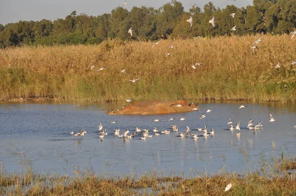 Doğal Ortamda Güzel Kuş Larus Ridibundus Kara Başlı Martı — Stok fotoğraf