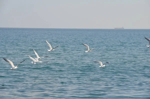 Bellissimo Uccello Larus Ridibundus Gabbiano Dalla Testa Nera Nell Ambiente — Foto Stock