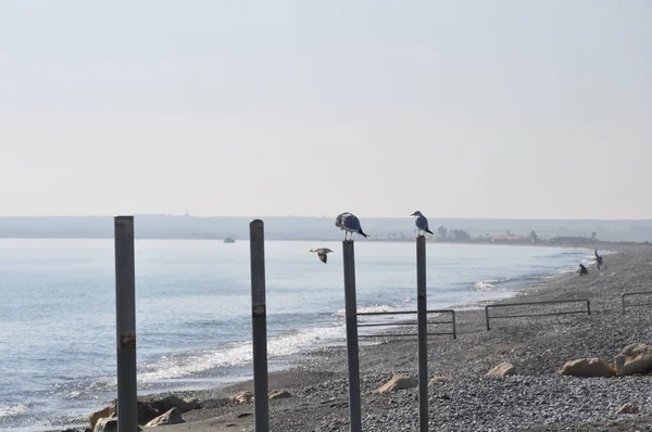 Bel Oiseau Larus Ridibundus Mouette Tête Noire Dans Milieu Naturel — Photo
