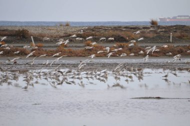 Doğal ortamda güzel kuş Larus ridibundus (Kara başlı Martı)