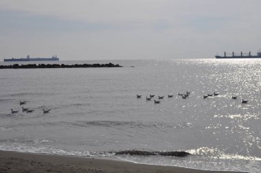 Doğal ortamda güzel kuş Larus ridibundus (Kara başlı Martı)