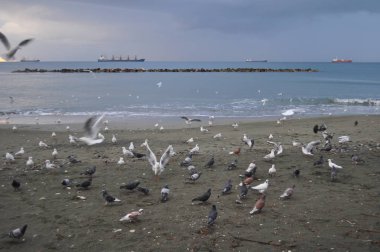 Doğal ortamda güzel kuş Larus ridibundus (Kara başlı Martı)
