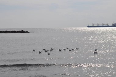 Doğal ortamda güzel kuş Larus ridibundus (Kara başlı Martı)