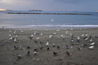 Doğal ortamda güzel kuş Larus ridibundus (Kara başlı Martı)