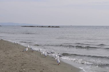Doğal ortamda güzel kuş Larus ridibundus (Kara başlı Martı)