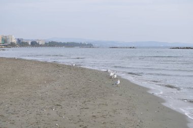 Doğal ortamda güzel kuş Larus ridibundus (Kara başlı Martı)