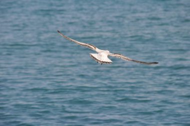 Doğal ortamda güzel kuş Larus ridibundus (Kara başlı Martı)