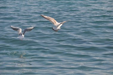 Doğal ortamda güzel kuş Larus ridibundus (Kara başlı Martı)
