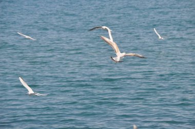 Doğal ortamda güzel kuş Larus ridibundus (Kara başlı Martı)