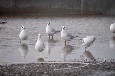 Doğal ortamda güzel kuş Larus ridibundus (Kara başlı Martı)