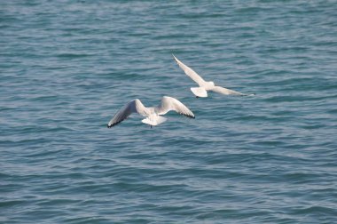 Doğal ortamda güzel kuş Larus ridibundus (Kara başlı Martı)