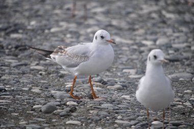 Doğal ortamda güzel kuş Larus ridibundus (Kara başlı Martı)