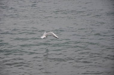 Doğal ortamda güzel kuş Larus ridibundus (Kara başlı Martı)