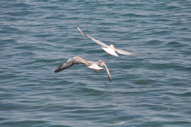 Doğal ortamda güzel kuş Larus ridibundus (Kara başlı Martı)