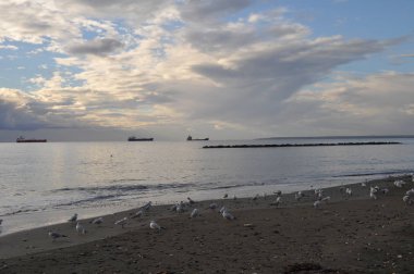 Doğal ortamda güzel kuş Larus ridibundus (Kara başlı Martı)