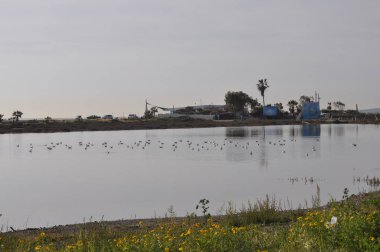 Doğal ortamda güzel kuş Larus ridibundus (Kara başlı Martı)