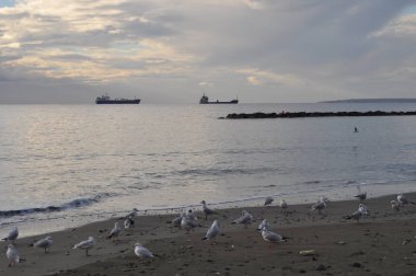Doğal ortamda güzel kuş Larus ridibundus (Kara başlı Martı)