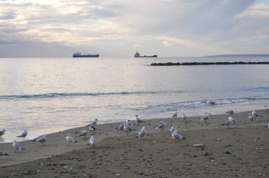 Doğal ortamda güzel kuş Larus ridibundus (Kara başlı Martı)
