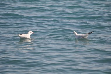 Doğal ortamda güzel kuş Larus ridibundus (Kara başlı Martı)