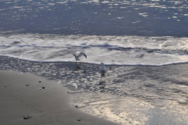 Doğal ortamda güzel kuş Larus ridibundus (Kara başlı Martı)