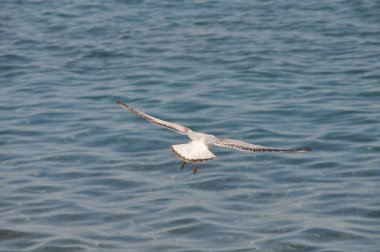 Doğal ortamda güzel kuş Larus ridibundus (Kara başlı Martı)