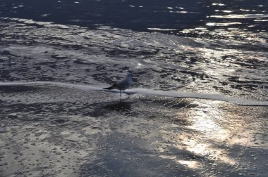 Doğal ortamda güzel kuş Larus ridibundus (Kara başlı Martı)