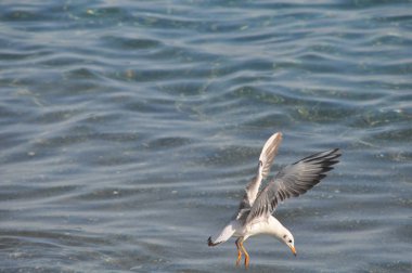 Doğal ortamda güzel kuş Larus ridibundus (Kara başlı Martı)