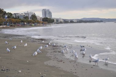 Doğal ortamda güzel kuş Larus ridibundus (Kara başlı Martı)