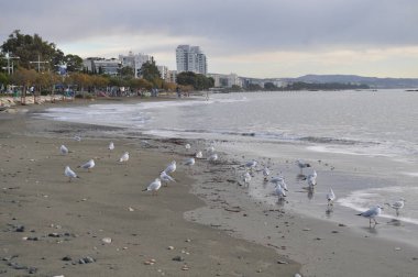 Doğal ortamda güzel kuş Larus ridibundus (Kara başlı Martı)