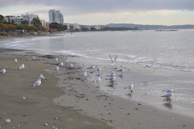 Doğal ortamda güzel kuş Larus ridibundus (Kara başlı Martı)