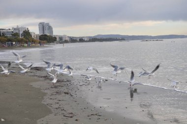 Doğal ortamda güzel kuş Larus ridibundus (Kara başlı Martı)