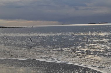 Doğal ortamda güzel kuş Larus ridibundus (Kara başlı Martı)