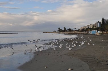 Doğal ortamda güzel kuş Larus ridibundus (Kara başlı Martı)