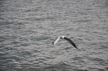 Doğal ortamda güzel kuş Larus ridibundus (Kara başlı Martı)