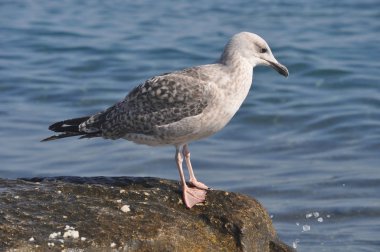 Doğal ortamda güzel kuş Larus ridibundus (Kara başlı Martı)