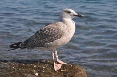 Doğal ortamda güzel kuş Larus ridibundus (Kara başlı Martı)
