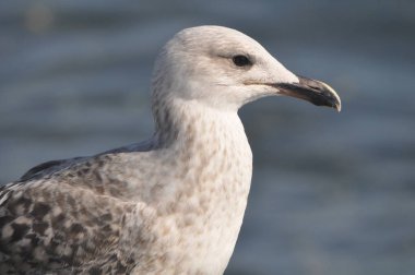 Doğal ortamda güzel kuş Larus ridibundus (Kara başlı Martı)