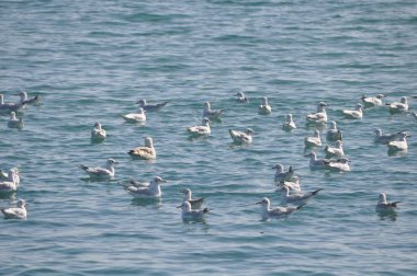 Doğal ortamda güzel kuş Larus ridibundus (Kara başlı Martı)
