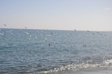 Doğal ortamda güzel kuş Larus ridibundus (Kara başlı Martı)